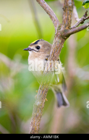 Une femme, Goldcrest Britains plus petit oiseau Banque D'Images