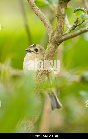 Une femme, Goldcrest Britains plus petit oiseau Banque D'Images