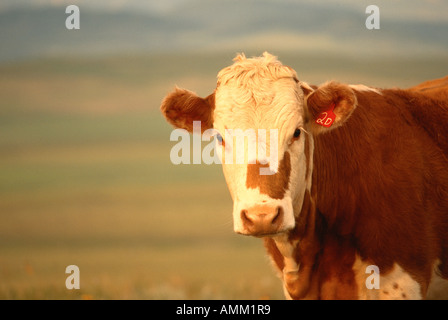 Vache Hereford, Alberta, Canada Banque D'Images