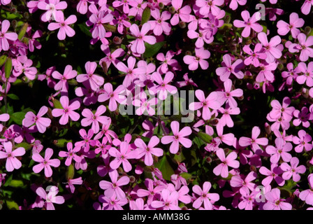 Grappe de Soapwort ou Saponaria Lempergii Max Vrei fleurs roses à Hershey Gardens Florida United States America USA Banque D'Images