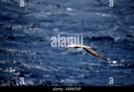 Albatros à sourcils noirs (diomedia melanophris). Banque D'Images