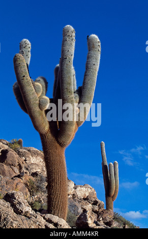 Un cactus dans la réserve nationale Eduardo Avaroa - La légende locale dit que les cactus avec des armes sont des femmes Banque D'Images