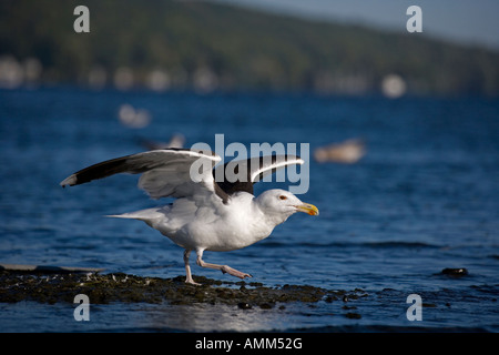 Le Hot décollant de lac Gull Larus marinus New York Banque D'Images