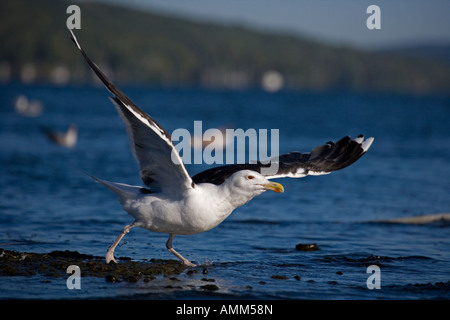 Le Hot décollant de lac Gull Larus marinus New York Banque D'Images