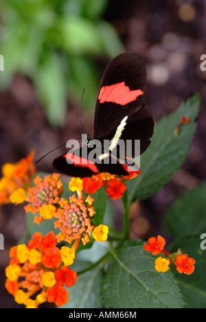 Belle Erato Heliconian papillon sur Egyptian Starcluster fleurs à Hershey Gardens Florida United States America USA Banque D'Images