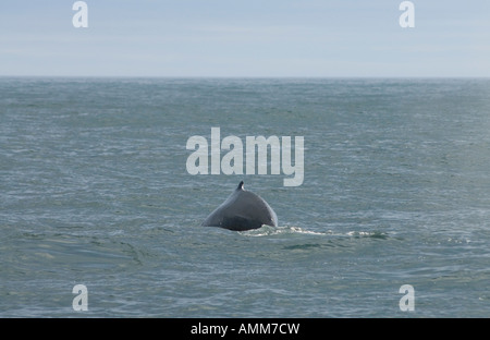 L'observation des baleines au large de la Gaspésie, province de Québec, Canada. Banque D'Images