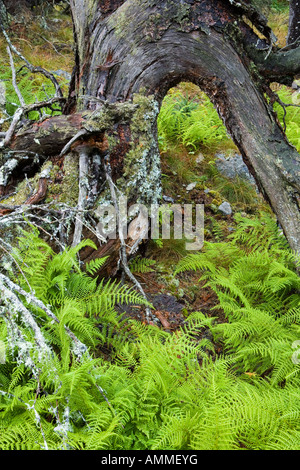 Les racines d'un arbre tombé forment une arche au-dessus de fougères et une épinette arbrisseau sur Isle au Haut dans le Maine s'Acadia National Park Banque D'Images