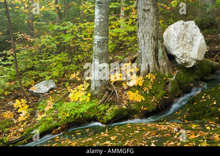 Un ruisseau cascades vers la rivière de l'ours dans le Maine s'encoche Grafton Banque D'Images