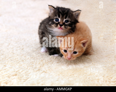 Deux frères trois semaine Old Tom Chatons Tabby et gingembre Banque D'Images