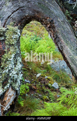 Les racines d'un arbre tombé forment une arche au-dessus de fougères et une épinette arbrisseau sur Isle au Haut dans le Maine s'Acadia National Park Banque D'Images