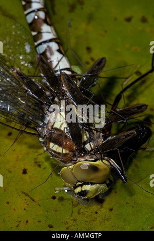 Les patineurs de l'étang (Derris lacustris) se nourrissant sur le sud du Hawker Dragonfly (Aeshna cyanea) England UK Banque D'Images