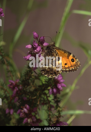 Clotilde de l'alimentation sur l'ombre de semele Bell Heather Surrey England Banque D'Images