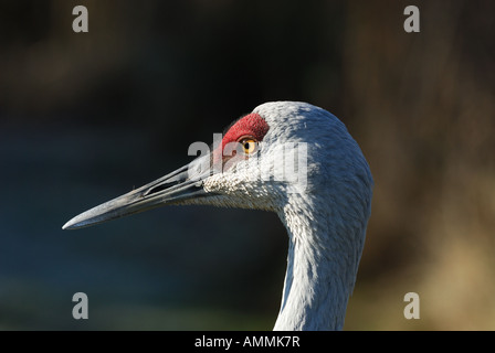 La grue, Grus canadensis. Banque D'Images