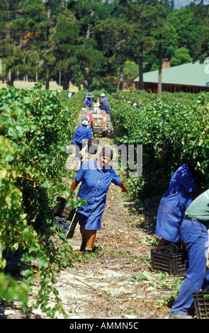 Buitenverwachting, Winery, Western Cape, Afrique du Sud Banque D'Images