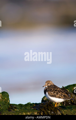 Turnstone Arenaria interpres North Norfolk UK automne Banque D'Images