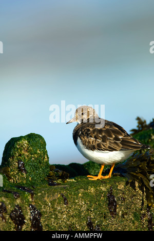 Turnstone Arenaria interpres North Norfolk UK automne Banque D'Images