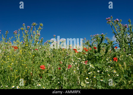 Un parc naturel et pittoresque route point contenant des coquelicots et des chardons en été dans le sud de l'Espagne Banque D'Images