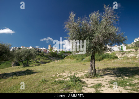 Olive Grove à l'extérieur de Alhama de Granada Banque D'Images