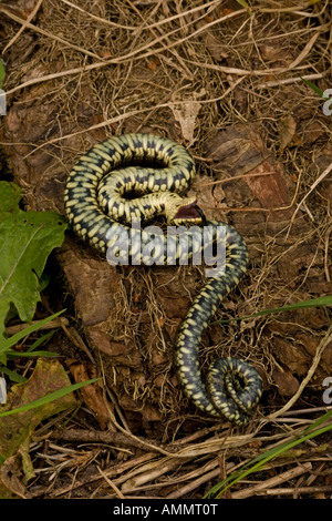 Couleuvre à collier Natrix natrix feignant la mort en position défensive England UK Banque D'Images