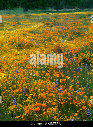 Fleurs sauvages fleurissent dans le comté de San Luis Obispo, Californie Banque D'Images