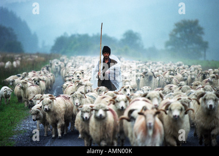 Berger conduisant ses moutons sous la pluie, Bradet, Roumanie Banque D'Images