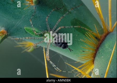 Green Spider Lynx (Puecetia viridans) sur le figuier de Barbarie avec les proies - Texas