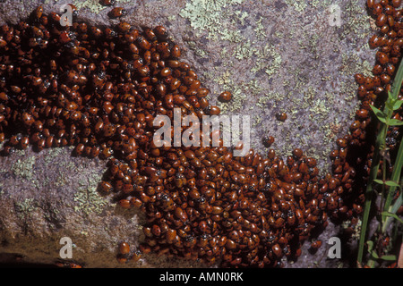 Les coccinelles (les coccinelles) (Hippodamia convergens) Le sud de l'Arizona - Congrégation Banque D'Images