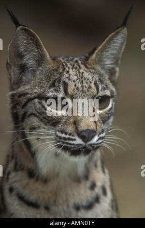 Le Lynx ibérique (Lynx pardinus) Espagne en voie de disparition Banque D'Images