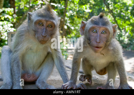 Deux macaques à longue queue Macaca fascicularis Monkey Forest Ubud Bali Indonésie Banque D'Images