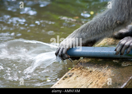 Jouer avec de l'eau tuyau de longueur Queue Macaca fascicularis macaque Monkey Forest Ubud Bali Indonésie Banque D'Images