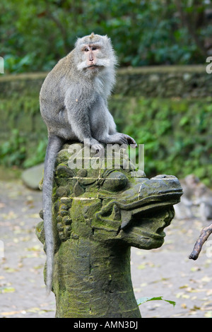 Assis sur une pierre Dragon Statue macaques à longue queue Macaca fascicularis Monkey Forest Ubud Bali Indonésie Banque D'Images