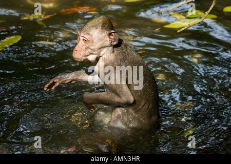 Dans l'eau singe Macaca fascicularis macaque à longue queue Monkey Forest Ubud Bali Indonésie Banque D'Images