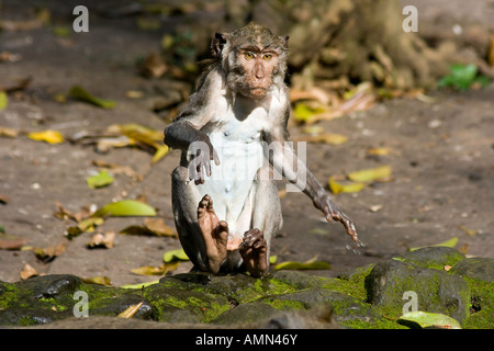 Trempé macaques à longue queue Macaca fascicularis Monkey Forest Ubud Bali Indonésie Banque D'Images