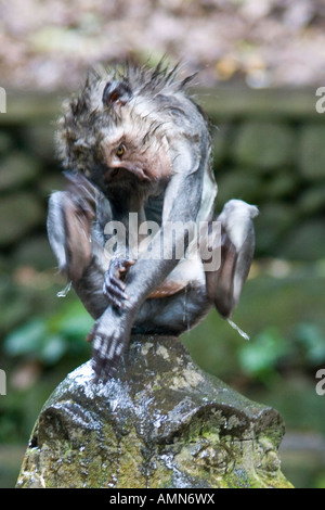 Elle-même se gratter les macaques à longue queue Macaca fascicularis Monkey Forest Ubud Bali Indonésie Banque D'Images