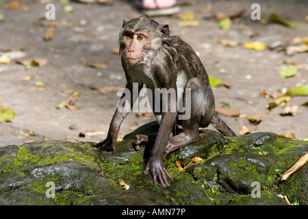 Trempé macaques à longue queue Macaca fascicularis Monkey Forest Ubud Bali Indonésie Banque D'Images