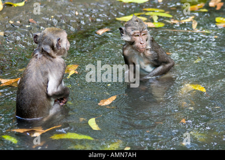 Deux macaques à longue queue Macaca fascicularis dans l'eau Monkey Forest Ubud Bali Indonésie Banque D'Images