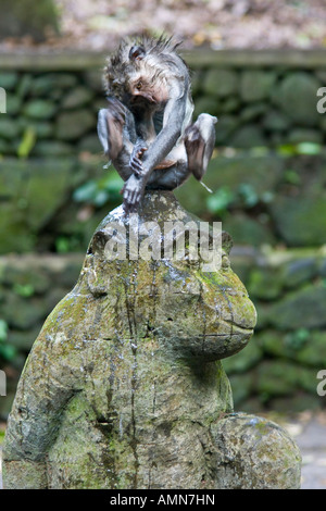 Rayer les macaques à longue queue Macaca fascicularis sur Hindu statue de pierre Monkey Forest Ubud Bali Indonésie Banque D'Images