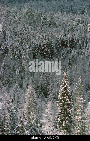 Les arbres près de Trail, Colombie-Britannique, Canada Banque D'Images