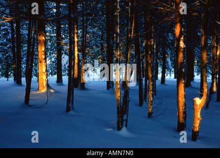 Les arbres et la neige dans la lumière du soir, Shamper's Bluff, New Brunswick, Canada Banque D'Images