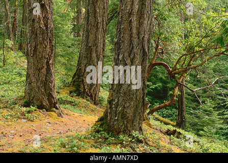 Forêt de pluie près de Qualicum, British Columbia, Canada Banque D'Images