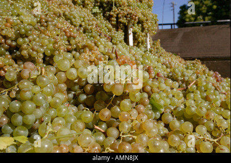 Raisins blancs fraîchement récolté prêt à appuyer sur la production dans le port et l'hotel de Calitzdorp Banque D'Images