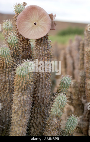 Le gordonii de Hoodia succulentes utilisé par les Bushmen San pour supprimer la faim Banque D'Images