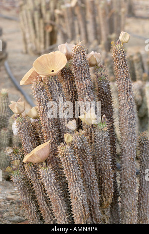 Le gordonii de Hoodia succulentes utilisé par les Bushmen San pour supprimer la faim Banque D'Images