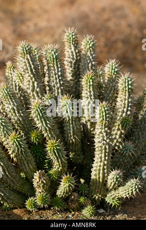 Le gordonii de Hoodia succulentes utilisé par les Bushmen San pour supprimer la faim Banque D'Images