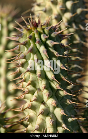 Le gordonii de Hoodia succulentes utilisé par les Bushmen San pour supprimer la faim Banque D'Images