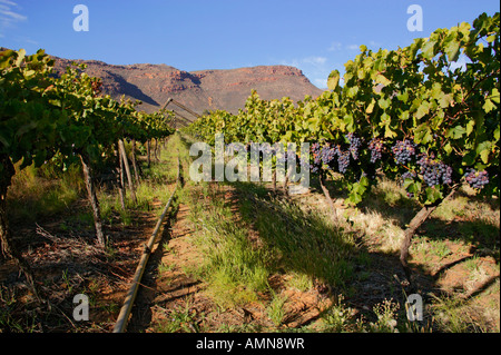 Vue panoramique de lignes dans un vignoble avec des grappes de raisin rouge accroché sur des vignes dans la vallée de Cedarberg Banque D'Images