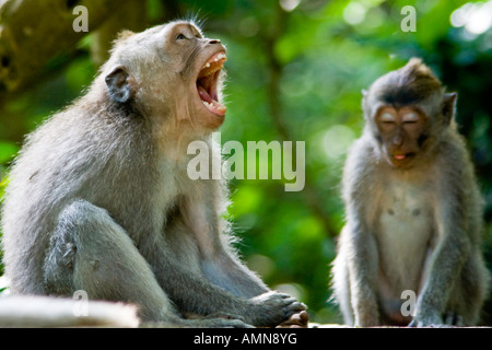 Le bâillement macaques à longue queue Macaca fascicularis Monkey Forest Ubud Bali Indonésie Banque D'Images