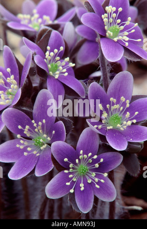 Tour à lobes hepatica (Hepatica americana), Tri-county de faune, Indiana USA Banque D'Images