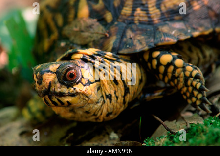 Tortue tabatière (Terrapene carolina), faune de la rivière Pigeon, Indiana USA Banque D'Images