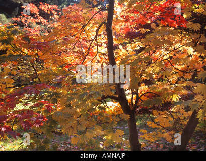 feuilles d'automne colorées sur l'arbre acer Banque D'Images